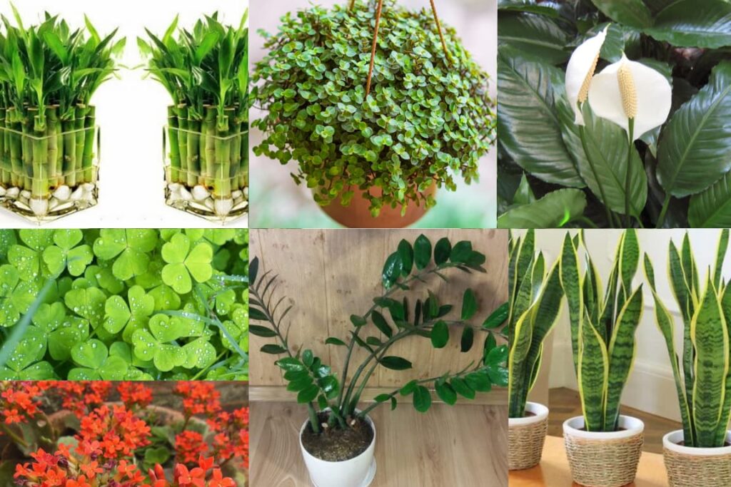 7 Plantas da Sorte que Atraem Dinheiro e Prosperidade