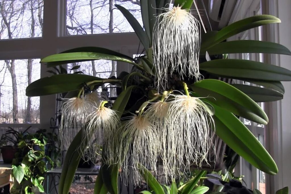 Imagem de uma orquídea rara Bulbophyllum medusae, com suas flores exóticas e fascinantes.