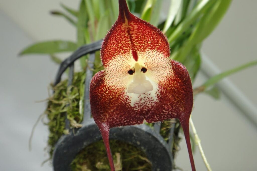 Imagem de uma orquídea rara Drácula simia, destacada por suas flores únicas que se assemelham ao rosto de um macaco.