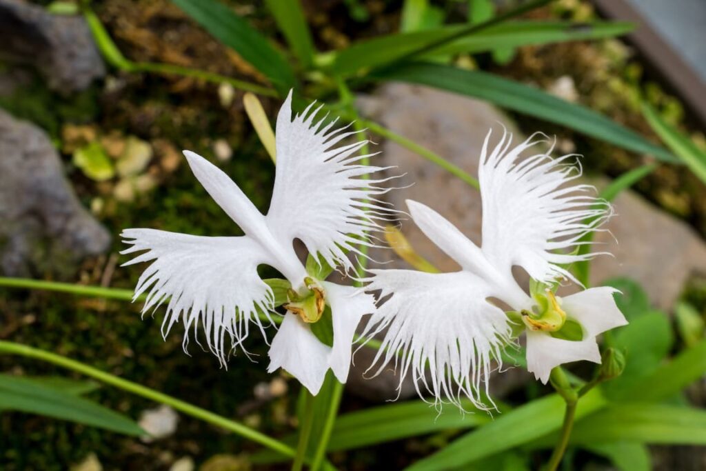 Imagem de uma orquídea rara Habenaria radiata, conhecida por suas delicadas e belas flores brancas.