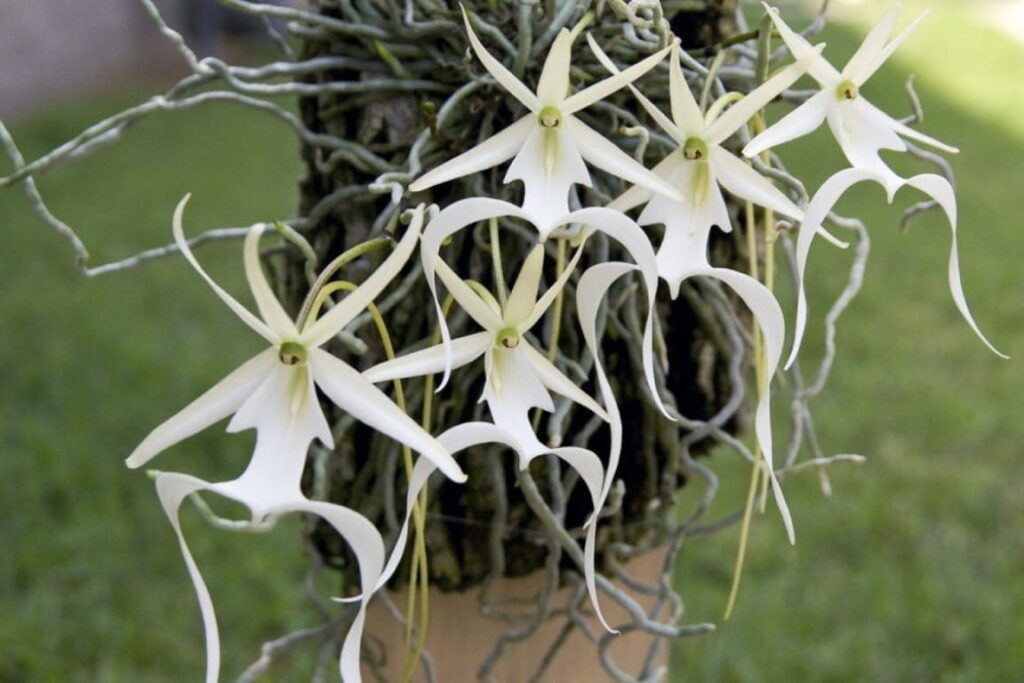 Imagem de uma orquídea rara conhecida como orquídea fantasma, com suas flores misteriosas e etéreas.