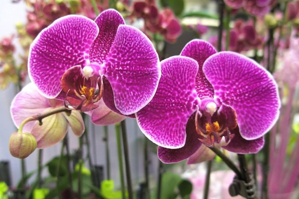 Imagem de uma orquídea rara Phalaenopsis equestre rosa, destacando sua beleza exótica e vibrante.