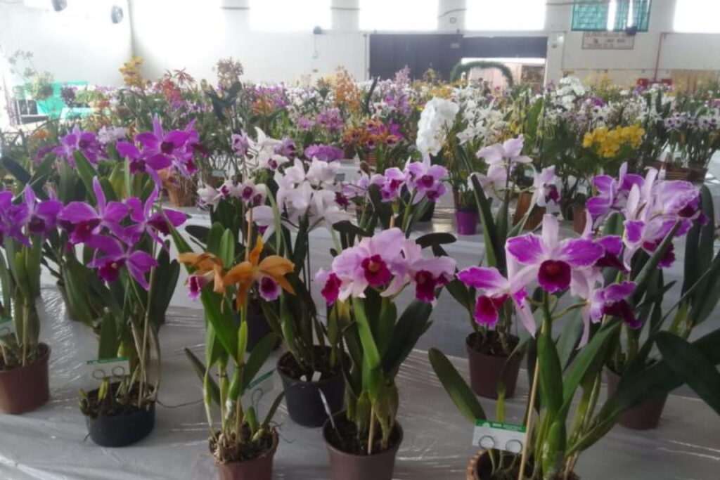 Exposições de orquídeas em feriras