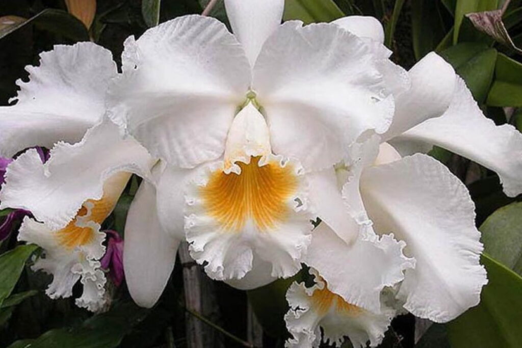 Decoração com orquídea Cattleya branca, exibindo a elegância e pureza da flor em destaque