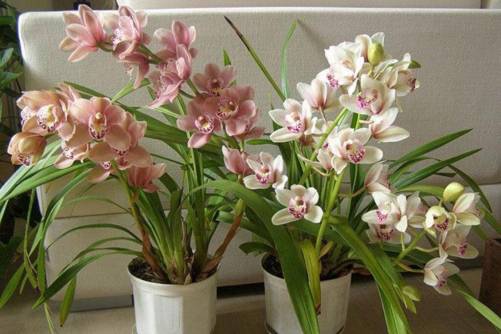 Decoração com orquídea Cymbidium, destacando suas flores elegantes e vistosas