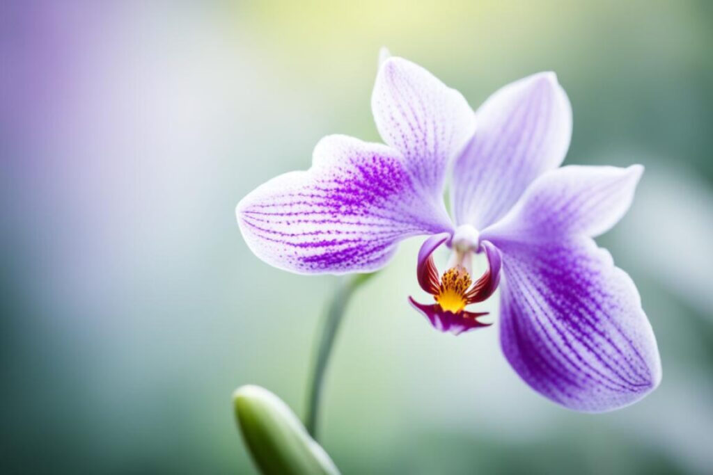 orquídea linda lilas