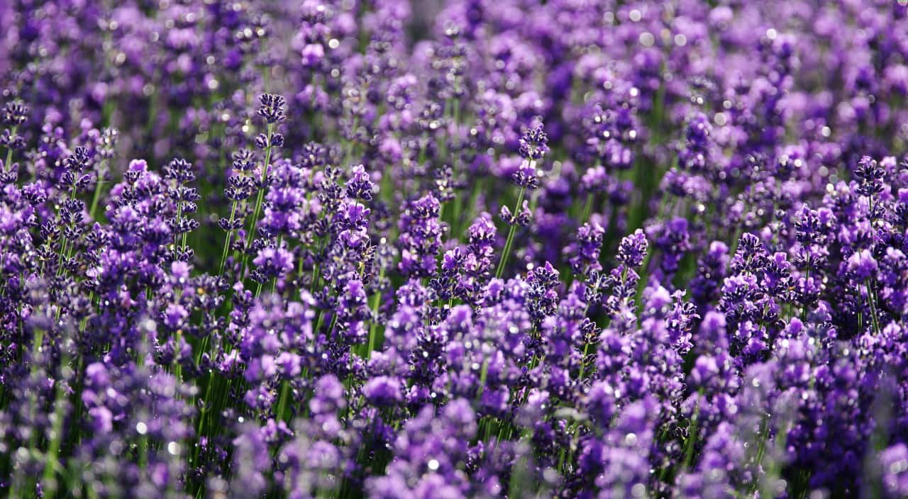 planta lavanda